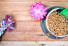 The Benefits of Using an Insulated Dog Bowl for Active Dogs