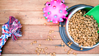 The Benefits of Using an Insulated Dog Bowl for Active Dogs