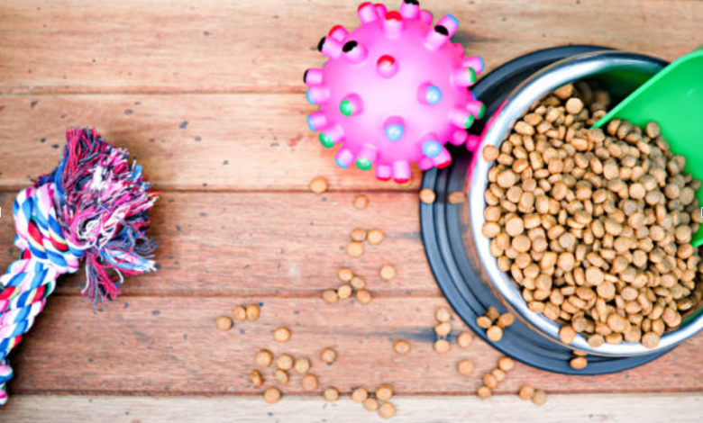 The Benefits of Using an Insulated Dog Bowl for Active Dogs