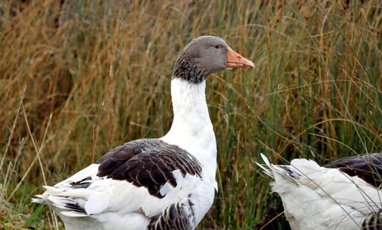 profile overview summary insights