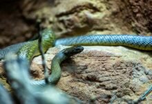 record breaking snake length