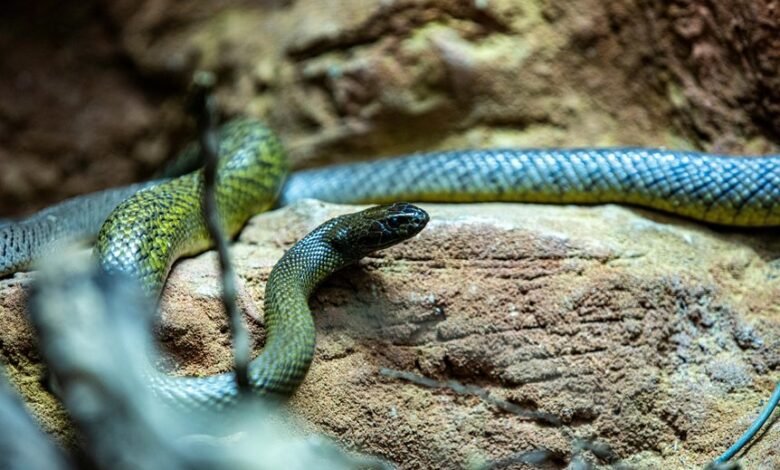 record breaking snake length